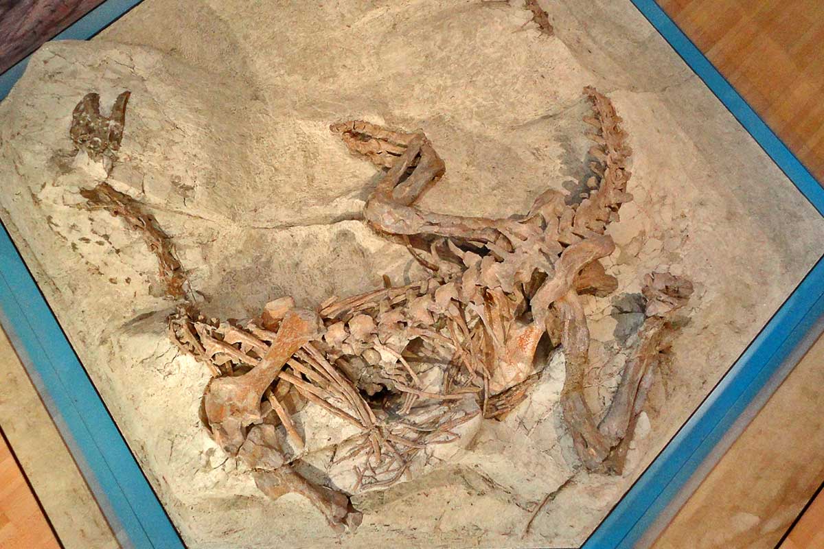 Plateosaurierskelett in Originalfundlage aus dem Sauriermuseum-Frick
